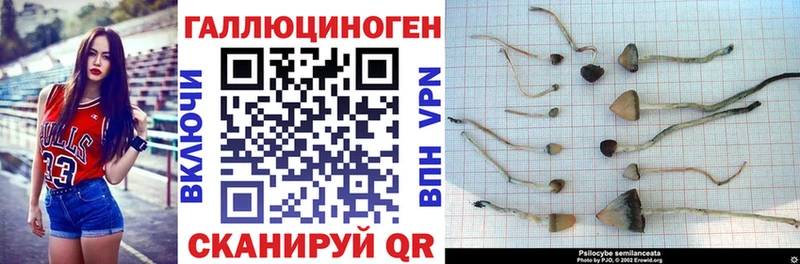 Купить где  Губкинский  Псилоцибиновые грибы MAGIC MUSHROOMS 
